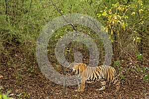 indian wild female tiger or tigress side profile in bamboo jungle or natural scenic green forest on territory stroll in summer