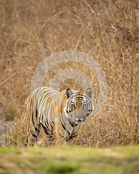 Indian wild fully grown adult bengal male tiger head on with eye contact on territory marking in evening safari at bandhavgarh