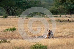 Indian wild fully grown royal bengal male tiger in open field in morning outdoor jungle safari or drive at ranthambore national