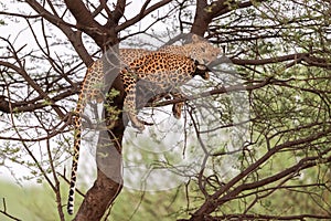 indian wild huge and large male leopard or panther or panthera pardus resting on tree trunk or branch with eye contact in natural