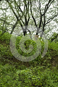 Indian wild male leopard or panther camouflage face with eye contact in rainy monsoon season in natural green background during