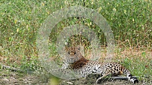 Indian wild male leopard or panther full shot with eye contact in natural monsoon green background at jhalana forest or leopard