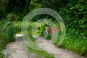 Indian wild male leopard or panther or panthera pardus fusca with an eye contact standing near track or trail in natural scenic