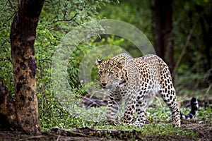 Indian wild male leopard or panther walking head on with an eye contact in natural green background during monsoon season wildlife