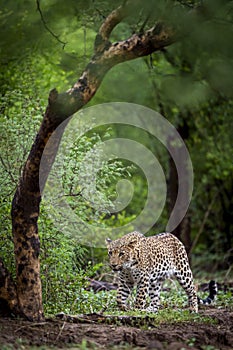 Indian wild male leopard or panther walking head on with an eye contact in natural green background during monsoon season wildlife