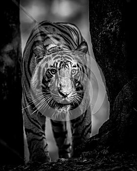 Indian wild male tiger head on fine art black and white portrait with eye contact during outdoor wildlife jungle safari at