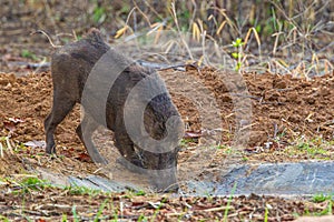 Indian Wild pig or India Boar walling down to a waterhole for a drink in Bandhavgarh