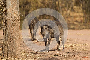 Indian Wild pig or India Boar walling down to a waterhole for a drink in Bandhavgarh