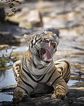 Indian wild royal bengal male tiger extreme close up or portrait with roar and yawn at ranthambore national park or tiger reserve