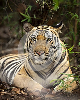 Indian wild royal bengal male tiger portrait in monsoon rains at bandhavgarh national park or tiger reserve umaria madhya pradesh