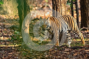 Indian wild royal bengal sub-adult male tiger walking at bandhavgarh national park or tiger reserve umaria madhya pradesh india -