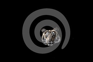 Indian wild royal bengal tiger portrait or closeup with eye contact in isolated black background at dhikala zone of jim corbett