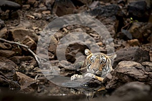 Indian wild royal bengal tiger resting on rocks and cooling off her body in cold water at ranthambore national park or tiger