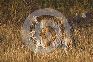 Indian wild royal bengal tigers on hunt at dhikala zone of jim corbett national park or tiger reserve india - panthera tigris