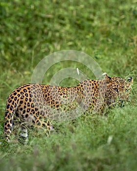 indian wild shy female leopard or panther or panthera pardus head turn with eye contact camouflage face in long grass in monsoon