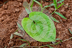 Indian Wild Yam Or Dioscorea Oppositifolia Leaves On Soil Background.