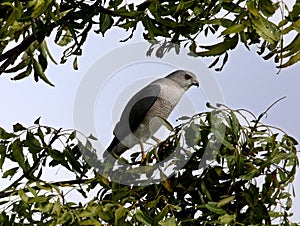 The Indian Wildlife  bird falcon