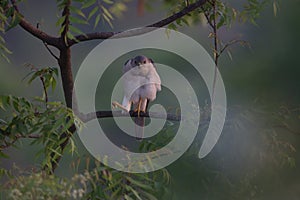 The Indian Wildlife  bird falcon