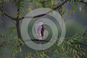 The Indian Wildlife  bird falcon