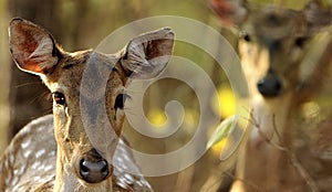 Indian wildlife Deer