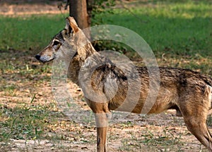 Indian wolf