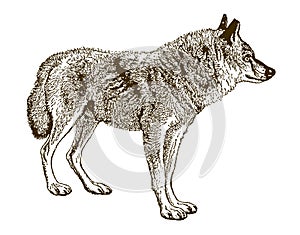 Indian wolf canis lupus pallipes isolated on white background