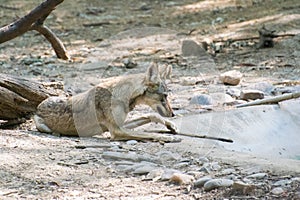 Indian wolf or Gray Wolf