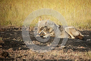 Indian wolf or Canis Lupus pallipes, Satara, Maharashtra