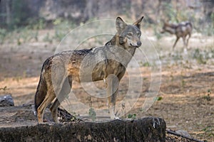 The closeup image of indian wolf