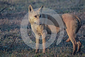 Indian wolf dag in wildlife