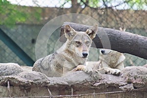 Indian wolf or Gray Wolf