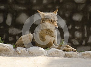 Indian Wolf Portait