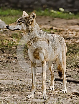 An Indian wolf