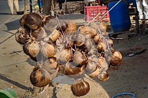 Indian woman makes fake Kasturi Deer Musk Pod from dog`s skin on the street in Ajmer. India