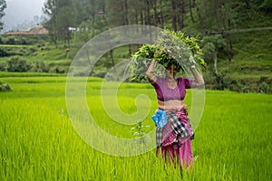 Indian woman working in the irrigated green fields