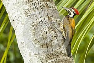 Indian woodpecker