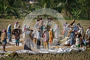 Indian workers in a field