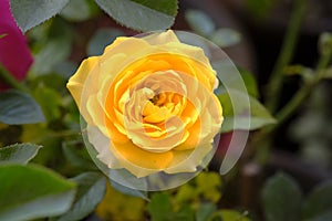 Indian yellow cute Rose flower, elegant Rose flower, yellow rose flowering plants with leaf green background