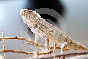 Indian yellow dragon lizard close up