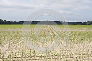 Indiana Corn 2019 I