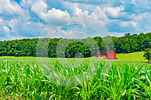 Indiana red barn in rural farm country near corn crop.