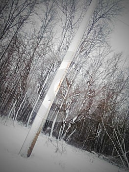 Indiana's winter woodland photo