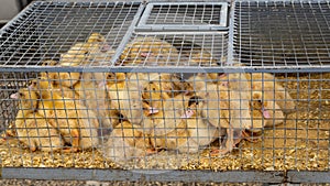 indictment of animal trade and animal industry