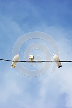 Indifferent white birds on a wire against the clear sky
