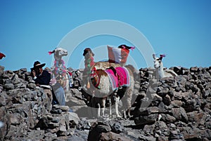 Indigence Peruvian man with lamas