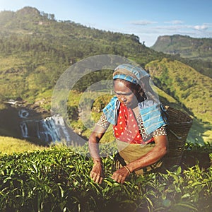 Indigenious Sri Lankan Tea Picker Agricultural Farm Concept