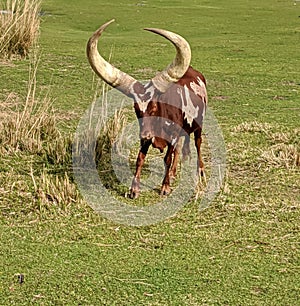 Indigenous African cattle