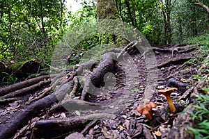 Indigenous forest scene