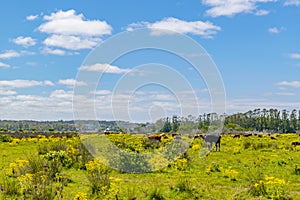 Indigenous Park, Maldonado Department, Uruguay photo