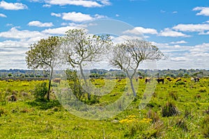 Indigenous Park, Maldonado Department, Uruguay photo